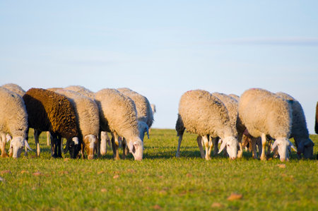 Sheep grazing in lush green fields: A picturesque image of pastoral beautyの写真素材