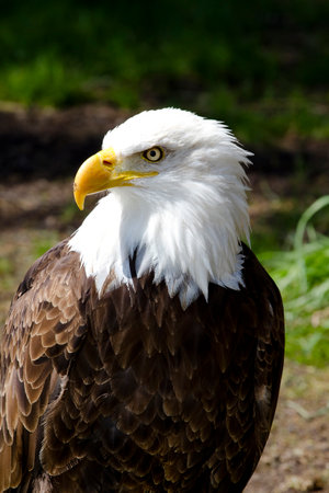 Majestic American Bald Eagle: Captivating Images of the Iconic Symbol of Freedomの写真素材