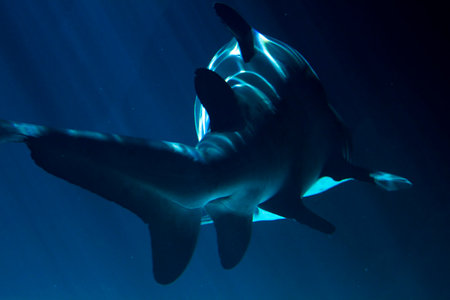 Majestic Great White Shark gliding through the depths of the ocean.の写真素材