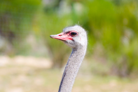 African Ostrich Safari: Stunning Images of the Majestic Bird in its Natural Habitatの写真素材