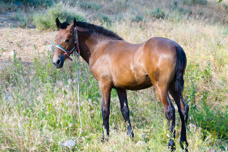 Horse on the Hill: A Stunning Image Captured by a Talented Photographerの写真素材