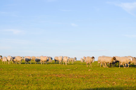 Sheep in Serene Green: Captivating Images of Grazing Sheep in Lush Landscapesの写真素材