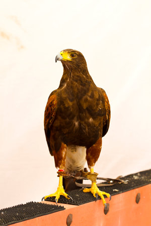 Capturing the Majestic Beauty of the Golden Eagle: A Photographer's Perspectiveの写真素材
