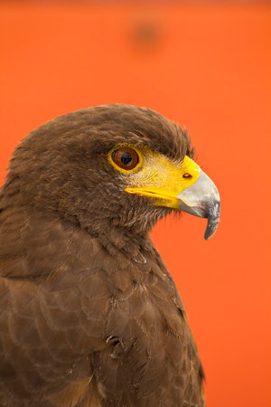 Golden Eagle: Majestic Wildlife Photography Collection by Expert Image Bank Creatorの写真素材