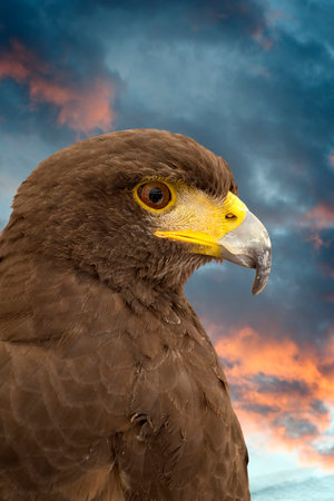 Majestic Eagle: Harnessing the Power of Nature in Photographyの写真素材