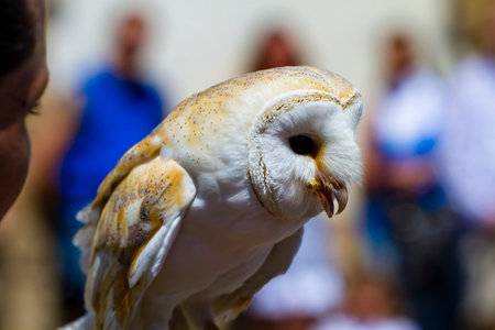 Majestic Birds of Prey: Captivating Images of the Screech Owl in Actionの写真素材