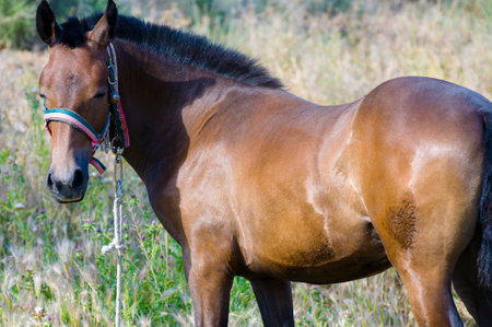Horse on the Hill: Capturing the Majestic Beauty of Equine Graceの写真素材