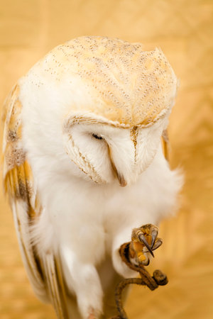 Majestic White Owl: Stunning Portrait of a Beautiful Birdの写真素材