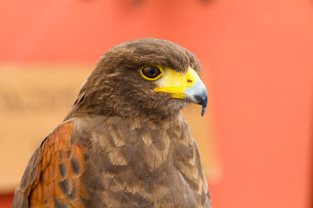 Capturing the Majestic Golden Eagle: A Photographer's Guide to Stunning Wildlife Imagesの写真素材