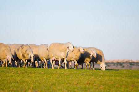 Sheep grazing in lush green pastures: A picturesque image of serenity and natural beautyの写真素材