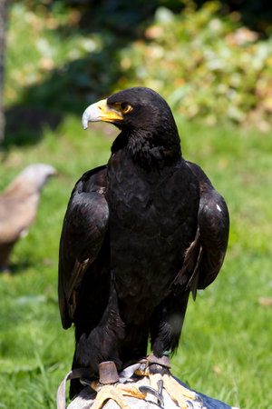 Shadow Soar: Captivating Images of the Majestic Black Eagleの写真素材