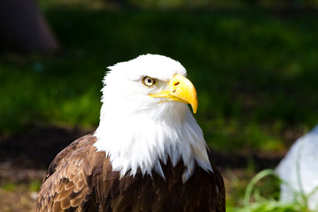 Capturing the Majesty: Stunning Images of the American Bald Eagle in its Natural Habitatの写真素材