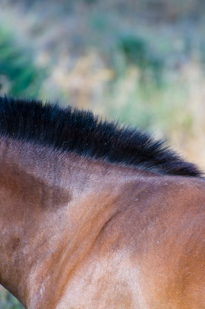 Majestic horse portrait atop the hill: a stunning image captured by a skilled photographer and content creator.の写真素材