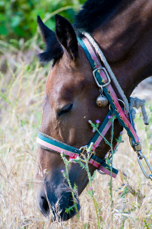 Majestic Stallion: Capturing the Beauty of a Horse on the Hillの写真素材