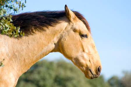 Horse on the Hill: Captivating Image of Equine Majestyの写真素材