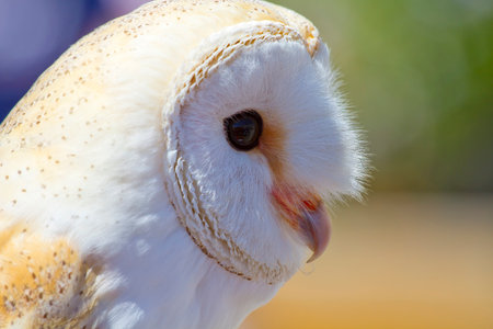 White Owl: Stunning Portrait of a Majestic Birdの写真素材