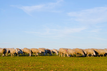 Sheep in Serene Pastures: Captivating Images of Grazing Livestock in Lush Green Landscapesの写真素材