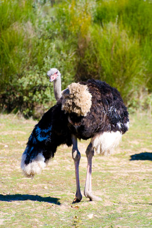 African Wildlife: Stunning Ostrich Image Captured in the Heart of Africaの写真素材