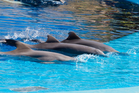 Graceful dolphin leaping out of the ocean: Stunning images of marine beautyの写真素材