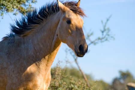 Equine Majesty: A Stunning Horse Captured on a Hilltopの写真素材
