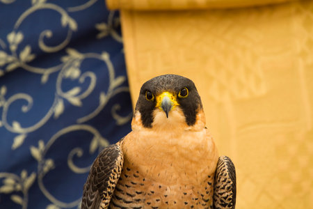 Capturing the Majesty: Peregrine Falcon in Stunning Imageryの写真素材