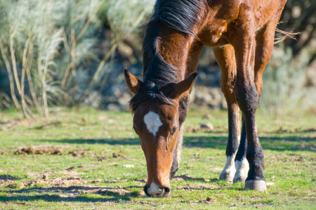 Horse on the Hill: Captivating Image of Equine Beautyの写真素材