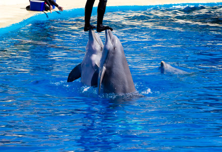 Captivating Shot: Majestic Dolphin Leaping from the Ocean Wavesの写真素材