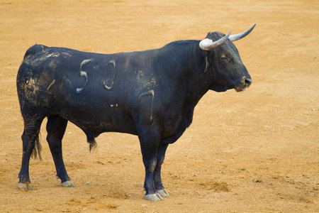 Bullfighting Spectacle: Captivating Images of Fighting Bulls in Spainの写真素材