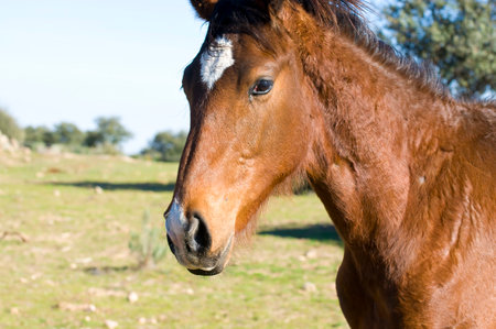 Horse on the Hill: Captivating Image of Equine Majestyの写真素材