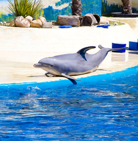 Mesmerizing Dolphin Leaping Above the Ocean Waves: A Captivating Image of Grace and Freedomの写真素材