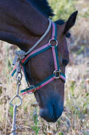 Horse Portrait: Majestic Equine on the Hilltopの写真素材