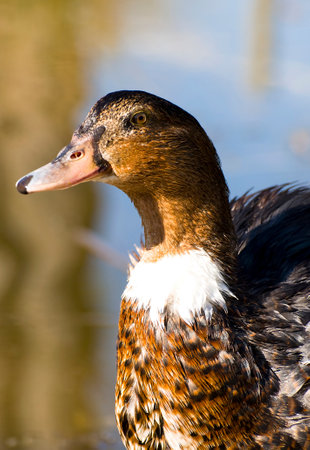 Spanish Wildlife: Capturing the Beauty of Ducks in a Riverの写真素材