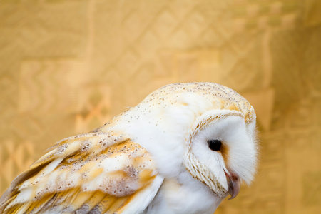 Majestic White Owl Portrait: Stunning Imagery of a Magnificent Birdの写真素材