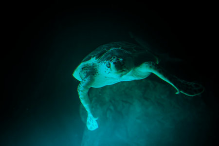Exploring the Depths: Majestic Green Sea Turtle Gliding Through the Underwater Worldの写真素材