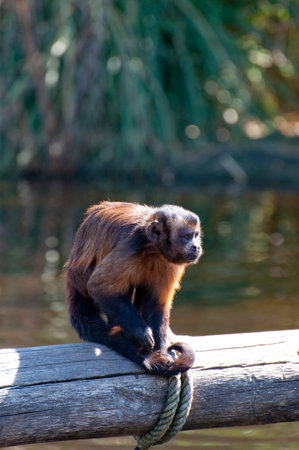 Stunning Monkey Portrait with Radiant Skin: A Captivating Image for Your Creative Projects