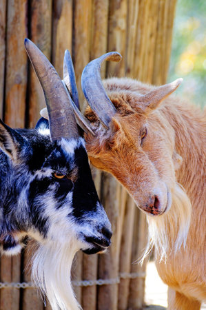 Majestic Goat with Impressive Horns: A Stunning Image for Your Creative Projectsの写真素材
