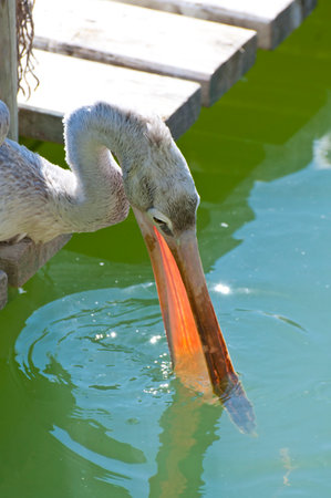 Majestic Pelican Portrait: Magnificent Big Beak Close-Up.の写真素材