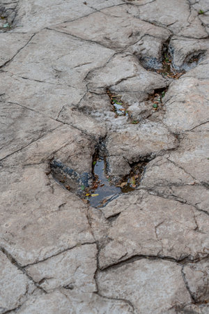 Dinosaur Footprints in Natural Parkの写真素材