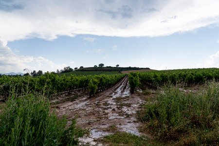 Dramatic weather over vineyards in La Rioja, Spainの写真素材