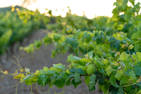 Vibrant Vineyards at Dusk in Haro, Rioja, Spain