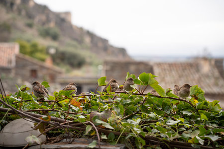 Birds perched on greenery overlooking a village. Viewの写真素材