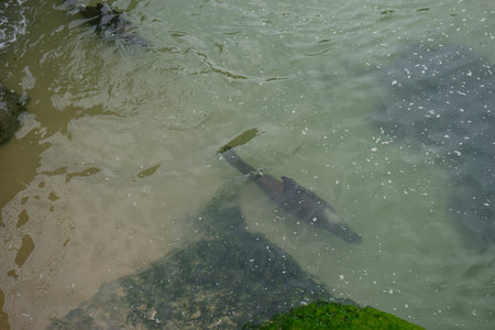 A fish swimming in shallow water near rocks.. greenの写真素材