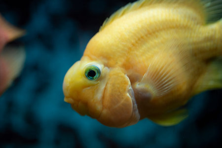 Close-up of a vibrant yellow fish swimming., aquatic