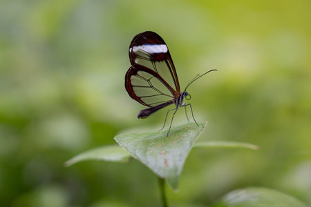 A butterfly perched on a green leaf., nature