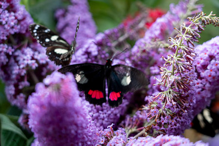 Colorful butterflies resting on vibrant purple flowers., butterfly