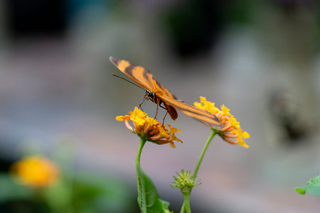 Butterfly perched on vibrant yellow flowers., orange