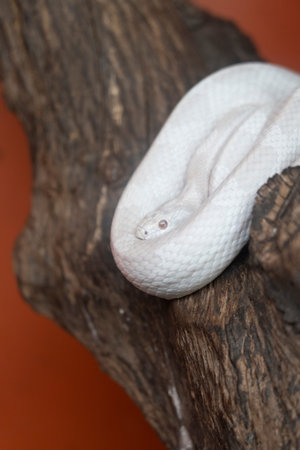 A white snake resting on a wooden branch., nature