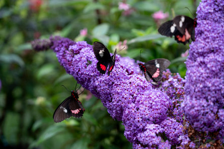 Butterflies resting on vibrant purple flowers., butterfly