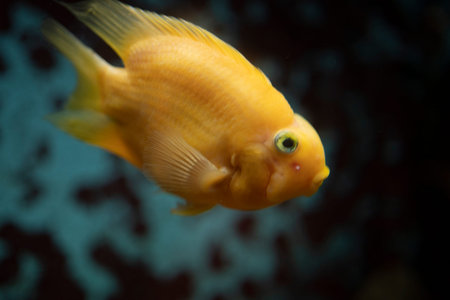 A vibrant yellow fish swimming in water.