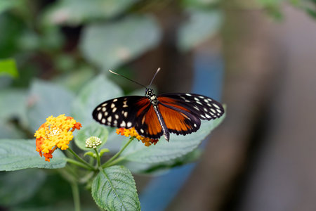 A butterfly perched on vibrant flowers., orange